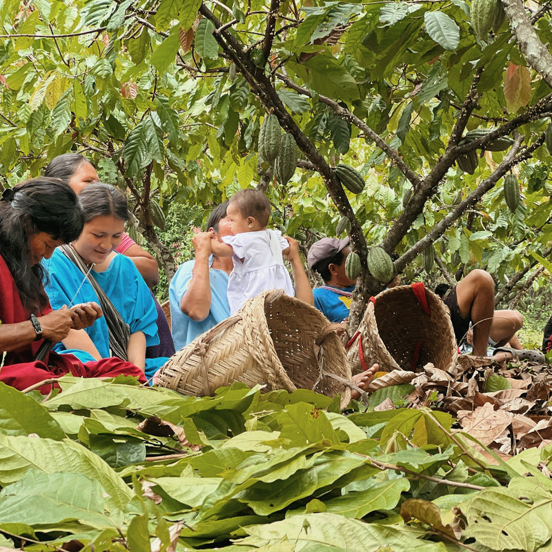 The Cacao Crisis: is this the end of Chocolate?