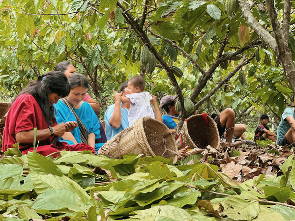 Cacao Vs Cocoa: Processing