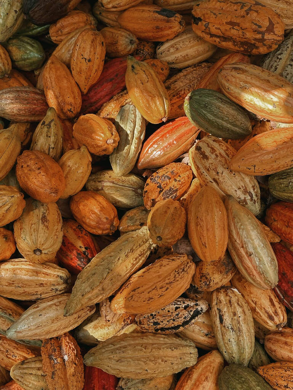 Cacao: Little Known Benefits of this Amazonian Superfood