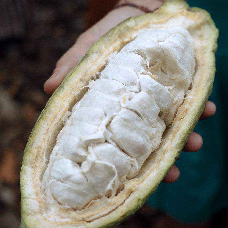 Why Choose Cacao Over Cocoa?