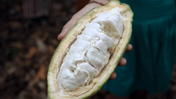 Why Choose Cacao Over Cocoa?