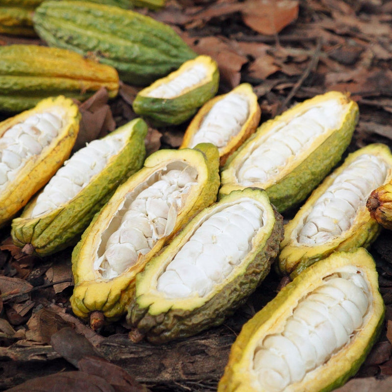 The Quality Of Your Cacao: Not All Cacao Powder Is Created Equal