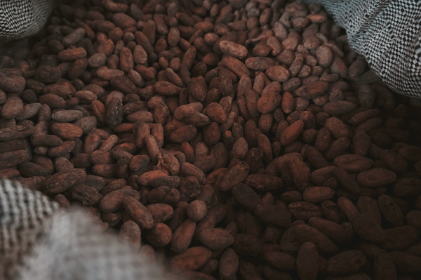 Ashaninka Wild-Crafted Cacao: Taste the Amazon